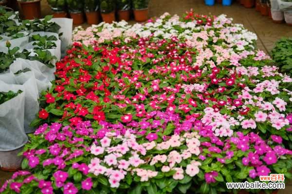 长春花叶子卷了怎么办