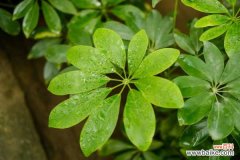 鸭掌木掉叶子怎么解决