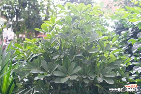 鸭掌木掉叶子怎么解决