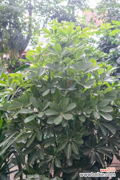 鸭掌木掉叶子什么原因