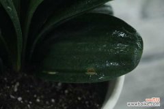 君子兰“夹箭”不要怕，做好这几点，花开的硬挺叶子还油绿！