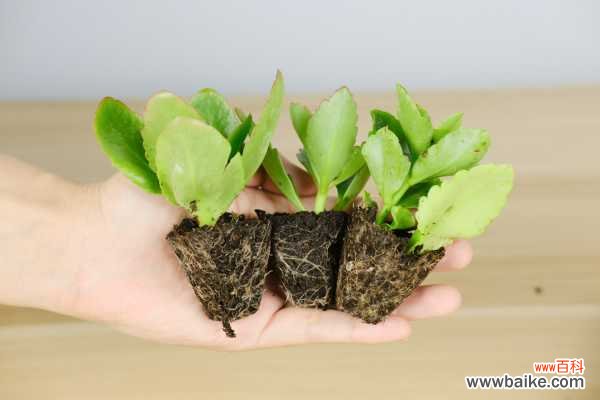 长寿花刚入秋就黑腐？再这么浇水必死无疑！