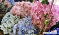 探索绣球花的神秘花语和文化意义 绣球花的花语寓意及其象征意义