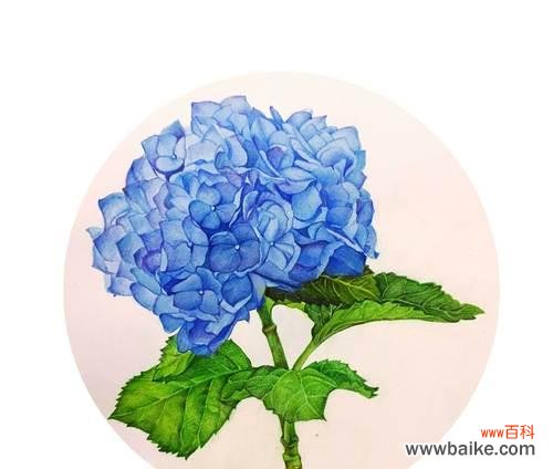 探索绣球花的神秘花语和文化意义 绣球花的花语寓意及其象征意义