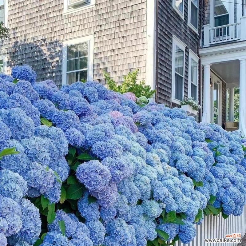 探索绣球花的神秘花语和文化意义 绣球花的花语寓意及其象征意义