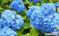 绽放多彩的情感世界 绣球花的花语与寓意