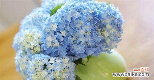 探索绣球花背后的意义与象征 绣球花的寓意与象征