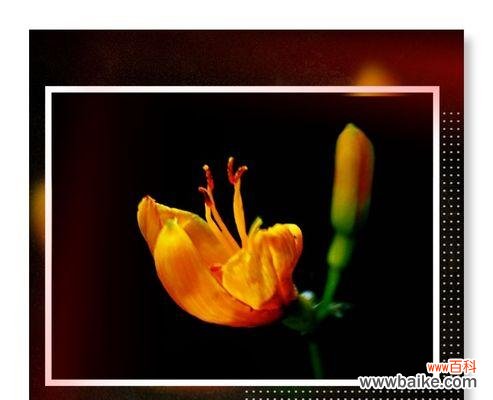 浓情似水 以萱草的花语萱草的传说