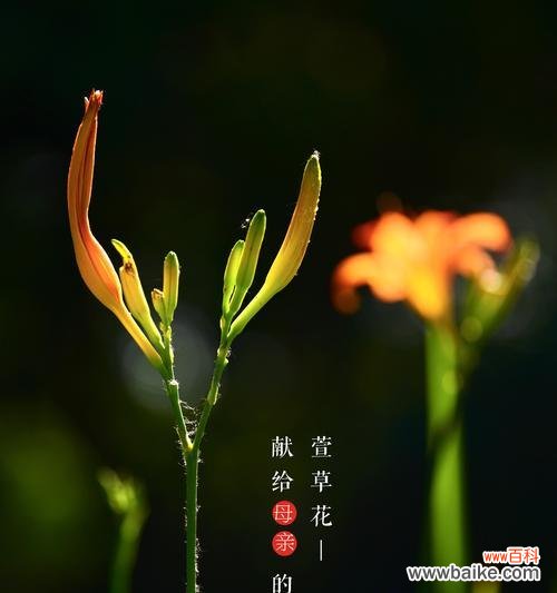 浓情似水 以萱草的花语萱草的传说