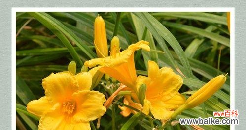 浓情似水 以萱草的花语萱草的传说