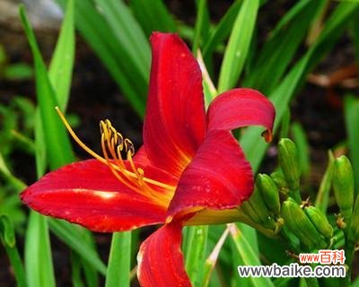 唤醒心中的柔软力量 以萱草的寓意