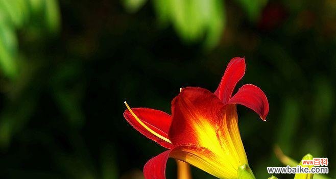 唤醒心中的柔软力量 以萱草的寓意