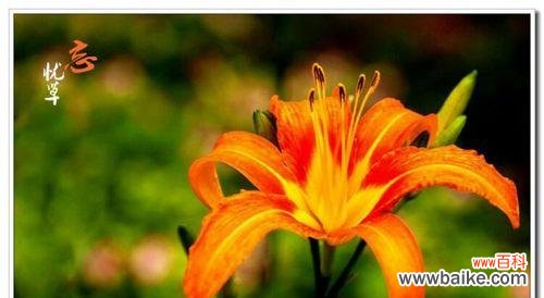 探寻萱草的花语和象征意义 萱草花语与寓意