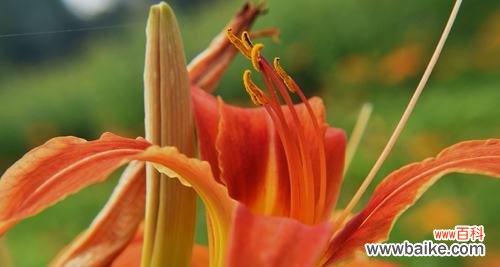 探寻萱草的花语和象征意义 萱草花语与寓意