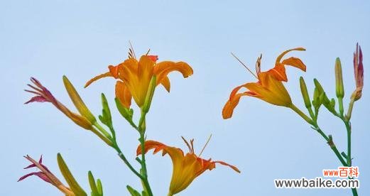 探寻萱草的花语和象征意义 萱草花语与寓意