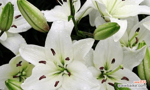 不同颜色百合花语是什么?如何根据颜色选择百合花?