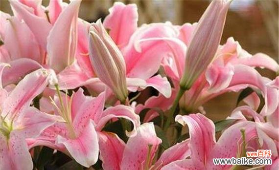 不同颜色百合花语是什么?如何根据颜色选择百合花?