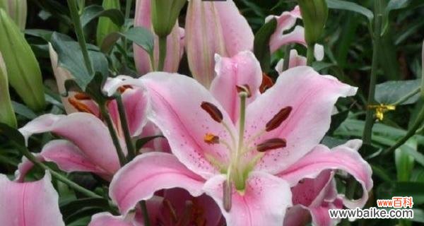 不同颜色百合花语是什么?如何根据颜色选择百合花?