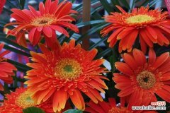 不同颜色非洲菊代表什么花语？如何选择合适的非洲菊颜色？