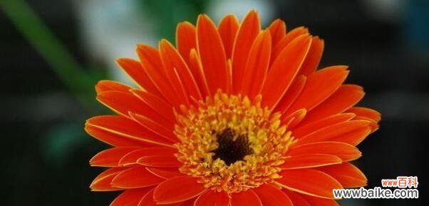 不同颜色非洲菊代表什么花语?如何选择合适的非洲菊颜色?