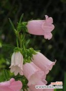 不同颜色风铃草的花语是什么？每种颜色代表什么含义？