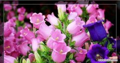 不同颜色风铃花的花语是什么？如何根据颜色选择风铃花？