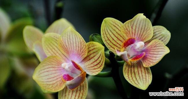 不同颜色蝴蝶兰花语是什么？如何根据颜色选择蝴蝶兰？