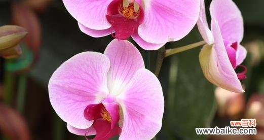 不同颜色蝴蝶兰花语是什么？如何根据颜色选择蝴蝶兰？