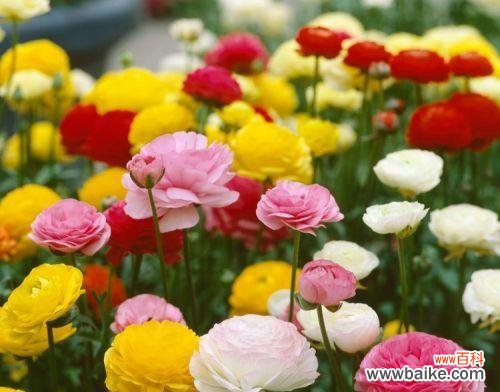 不同颜色花毛茛花语是什么?花语背后有何含义?