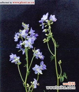 不同颜色花毛茛花语是什么?花语背后有何含义?