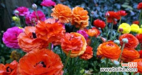 不同颜色花毛茛花语是什么?花语背后有何含义?