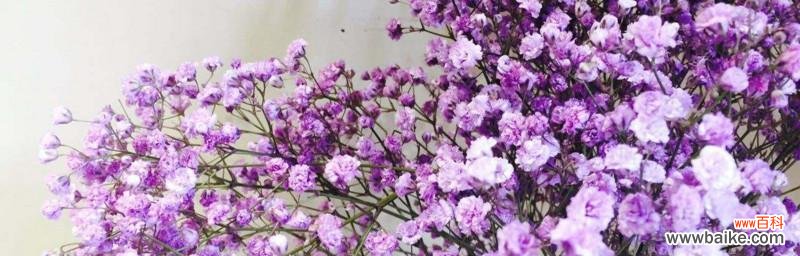 不同颜色满天星代表什么花语？如何选择合适的颜色？