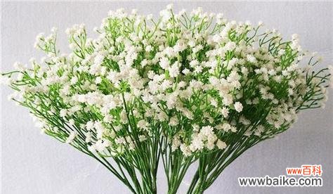 不同颜色满天星代表什么花语？如何选择合适的颜色？