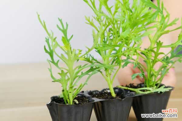 玛格丽特叶子发黄怎么办