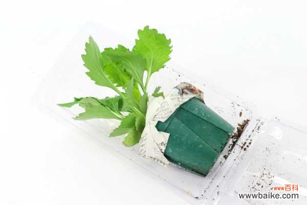 翠菊的病害及防治方法