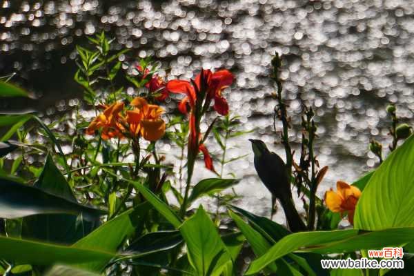 美人蕉叶子发黄怎么办