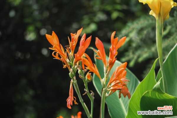 美人蕉叶子发黄怎么办