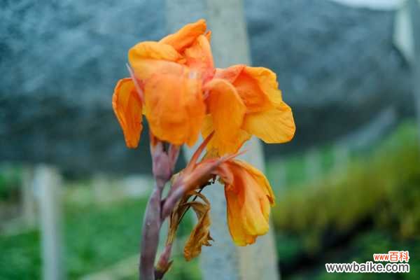 美人蕉叶子发黄怎么办