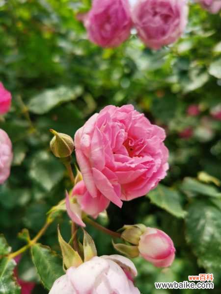 蔷薇叶子发黄怎么办