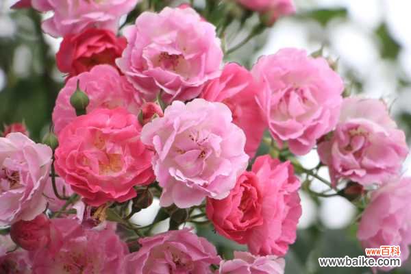 蔷薇叶子发黄怎么办