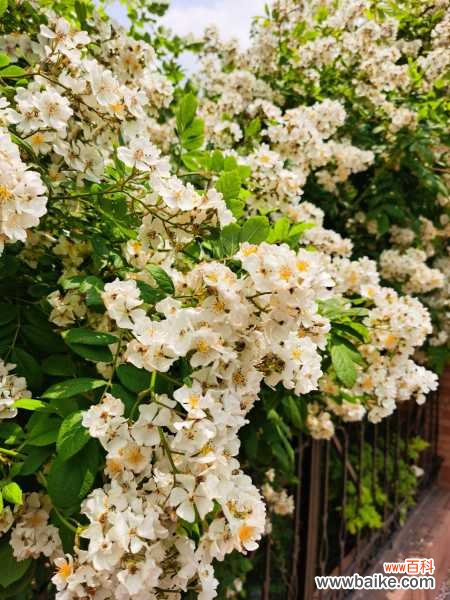 蔷薇叶子发黄怎么办