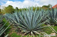 龙舌兰叶子发黄怎么办