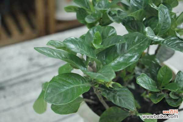 栀子花花苞发黄怎么办