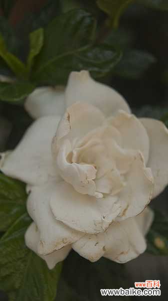 栀子花花苞发黄怎么办