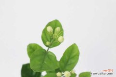 茉莉怎么不开花