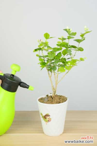 茉莉怎么不开花