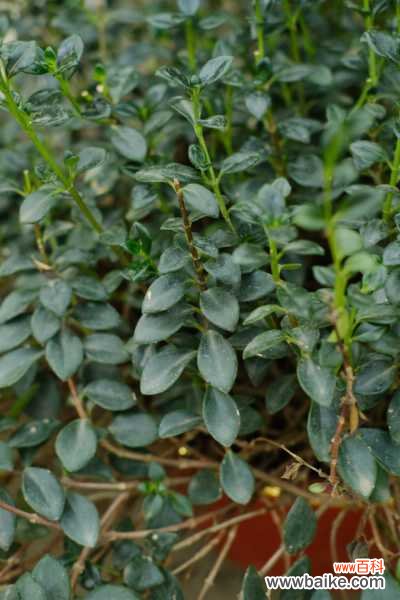 金鱼吊兰花苞干掉枯萎怎么办