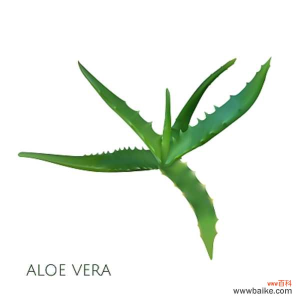 芦荟叶子干瘪怎么办