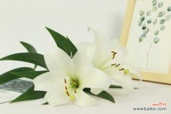 百合花蔫了怎么办