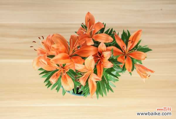 百合花蔫了怎么办